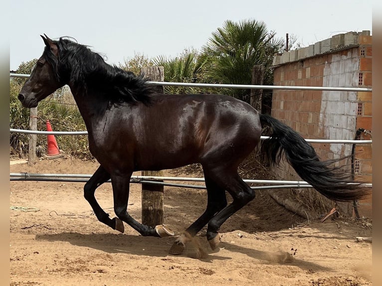 PRE Hingst 3 år 162 cm Svart in EL PALMAR