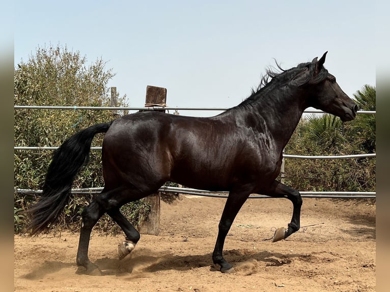 PRE Hingst 3 år 162 cm Svart in EL PALMAR