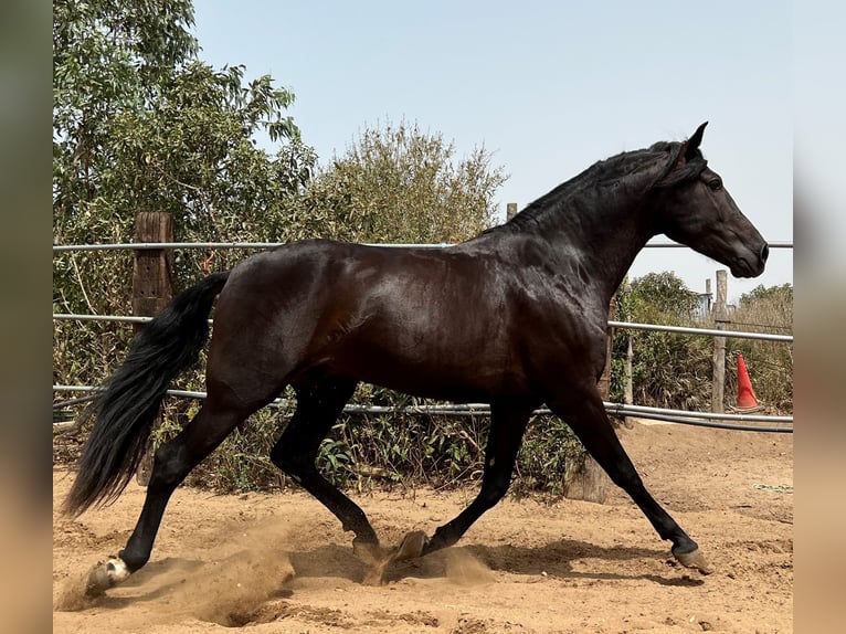 PRE Hingst 3 år 162 cm Svart in EL PALMAR