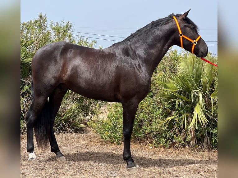 PRE Hingst 3 år 162 cm Svart in EL PALMAR