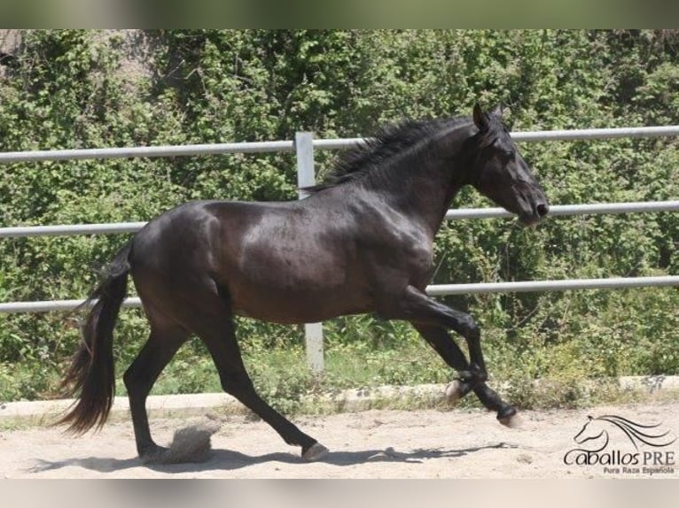 PRE Hingst 3 år 162 cm Svart in Barcelona