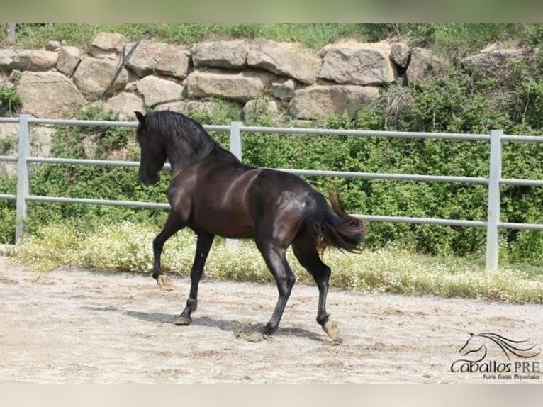 PRE Hingst 3 år 162 cm Svart in Barcelona