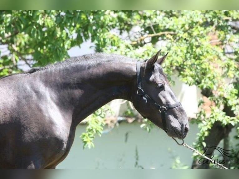 PRE Hingst 3 år 162 cm Svart in Barcelona