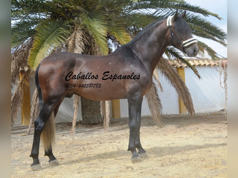 PRE Blandning Hingst 3 år 163 cm Braunfalbschimmel in Vejer de la Frontera