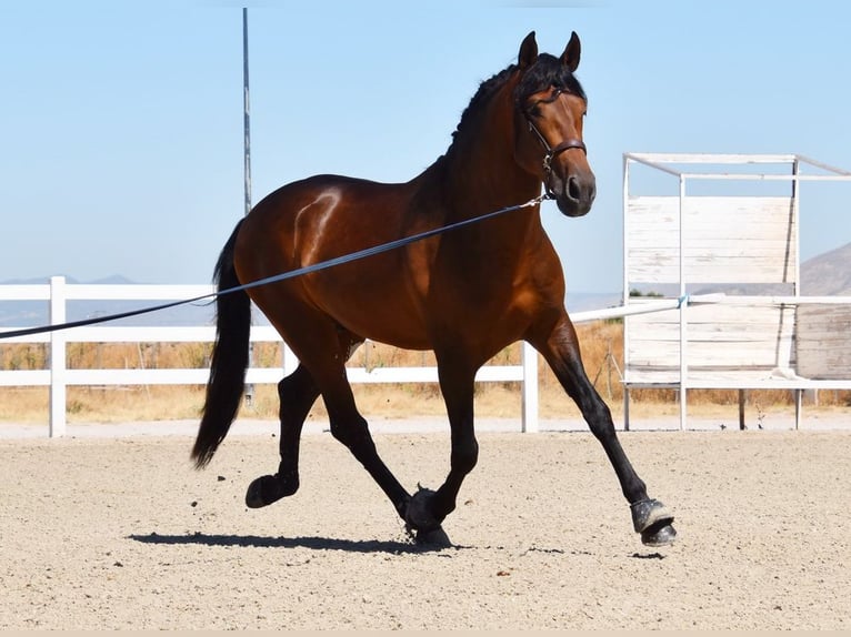 PRE Hingst 3 år 163 cm Brun in Provinz Granada