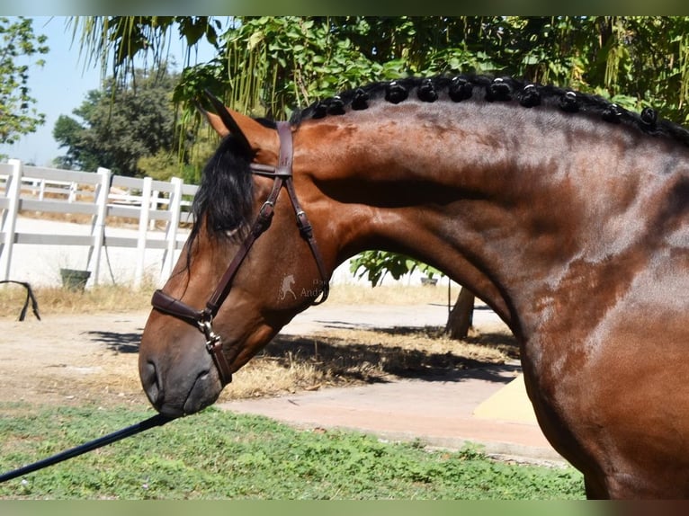 PRE Hingst 3 år 163 cm Brun in Provinz Granada