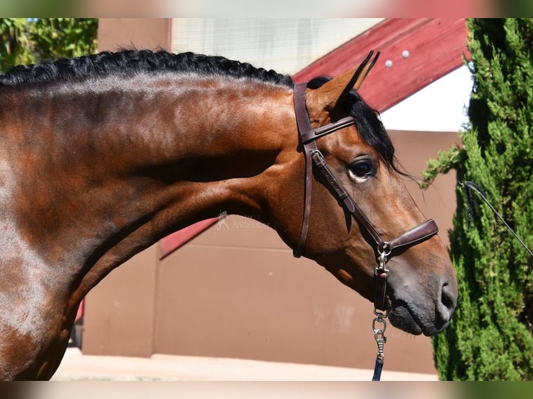 PRE Hingst 3 år 163 cm Brun in Provinz Granada