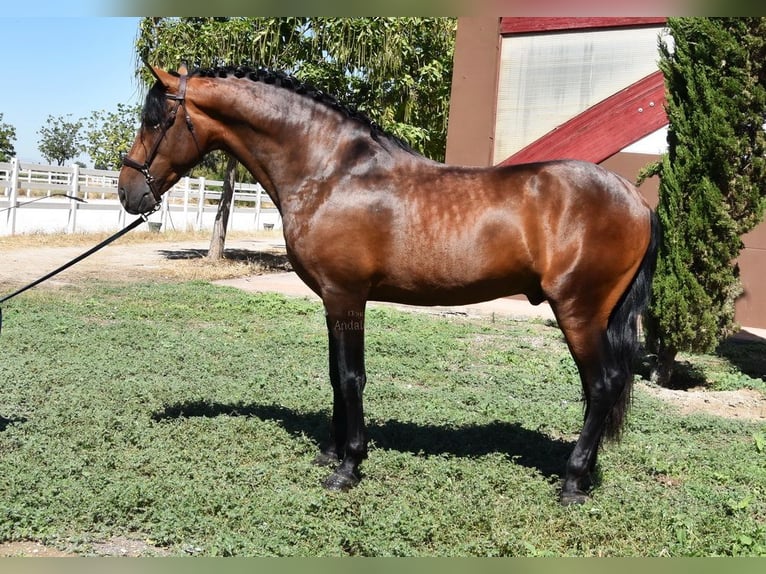 PRE Hingst 3 år 163 cm Brun in Provinz Granada