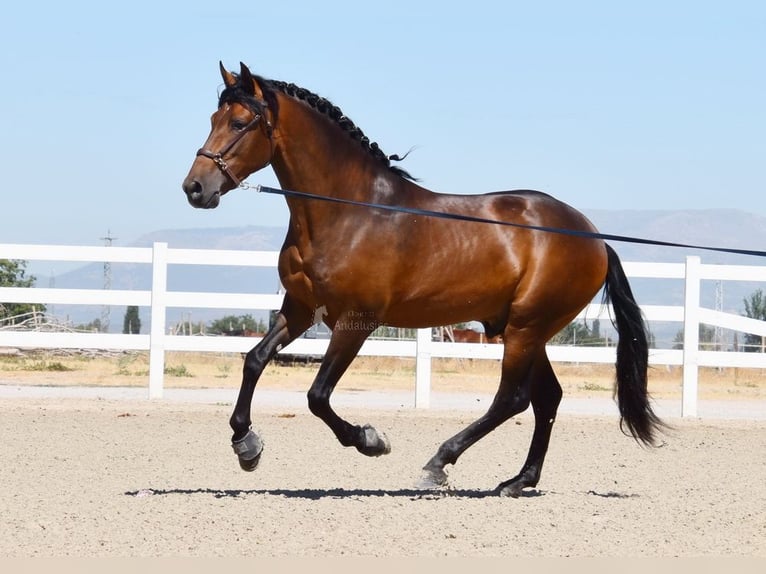 PRE Hingst 3 år 163 cm Brun in Provinz Granada