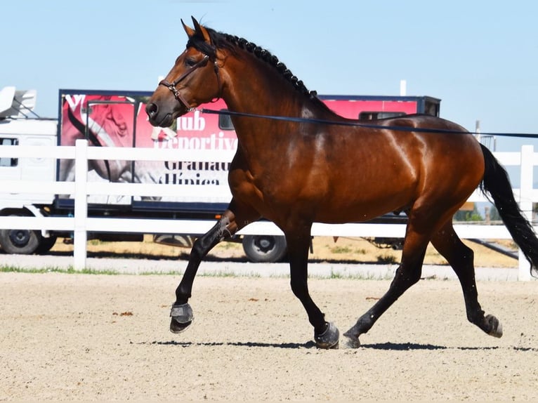 PRE Hingst 3 år 163 cm Brun in Provinz Granada