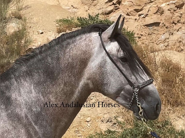 PRE Blandning Hingst 3 år 163 cm Grå in Sevilla