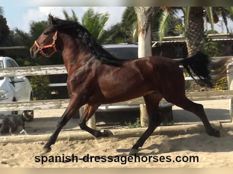 PRE Blandning Hingst 3 år 164 cm Brun in Barcelona