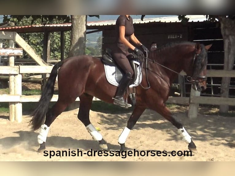 PRE Blandning Hingst 3 år 164 cm Brun in Barcelona