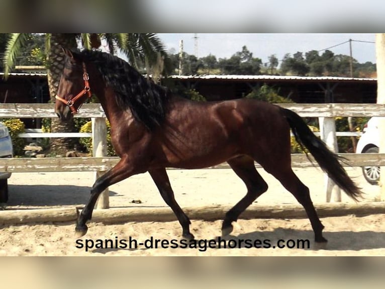 PRE Blandning Hingst 3 år 164 cm Brun in Barcelona