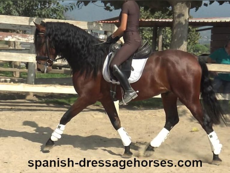 PRE Blandning Hingst 3 år 164 cm Brun in Barcelona