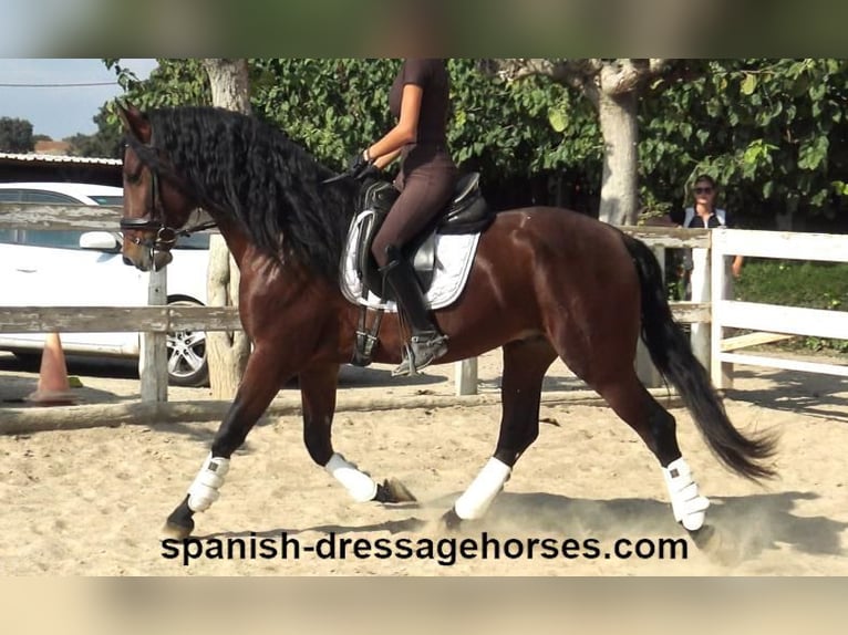 PRE Blandning Hingst 3 år 164 cm Brun in Barcelona