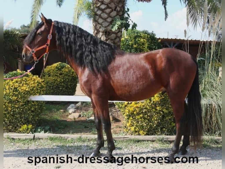 PRE Blandning Hingst 3 år 164 cm Brun in Barcelona