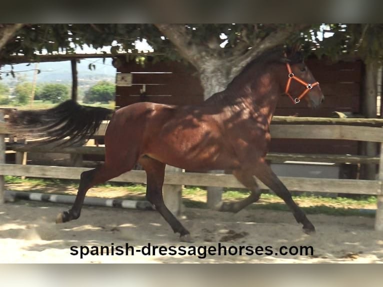 PRE Blandning Hingst 3 år 164 cm Brun in Barcelona