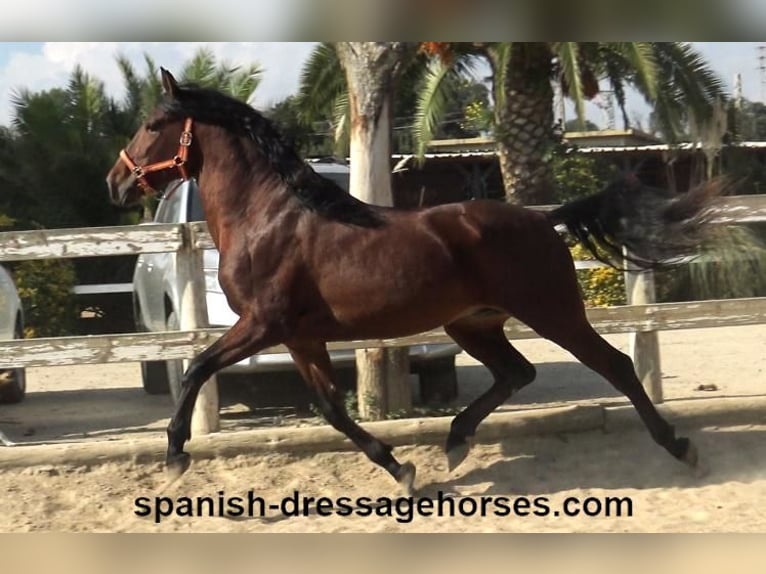 PRE Blandning Hingst 3 år 164 cm Brun in Barcelona