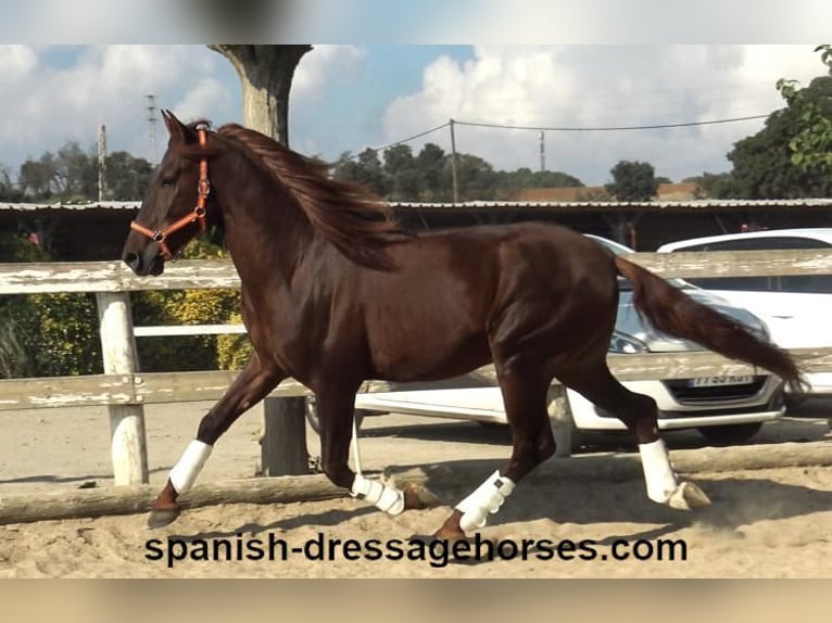 PRE Blandning Hingst 3 år 164 cm fux in Barcelona