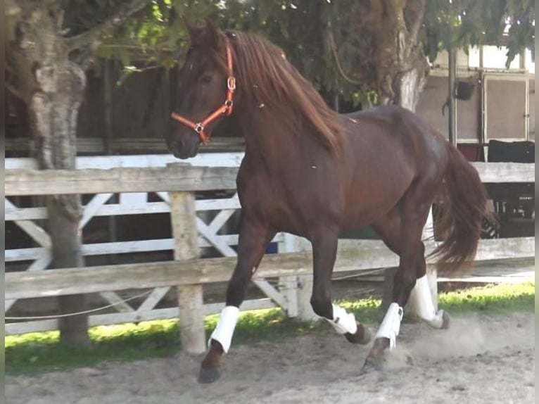 PRE Blandning Hingst 3 år 164 cm fux in Barcelona