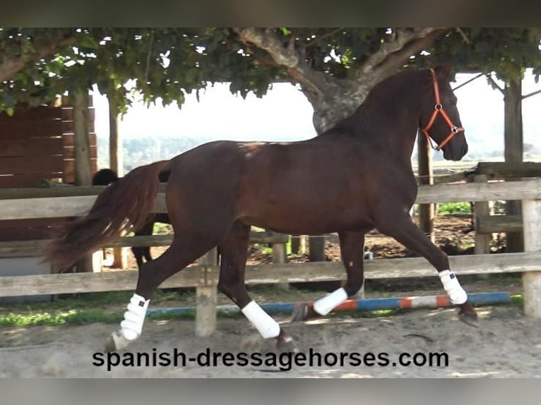 PRE Blandning Hingst 3 år 164 cm fux in Barcelona