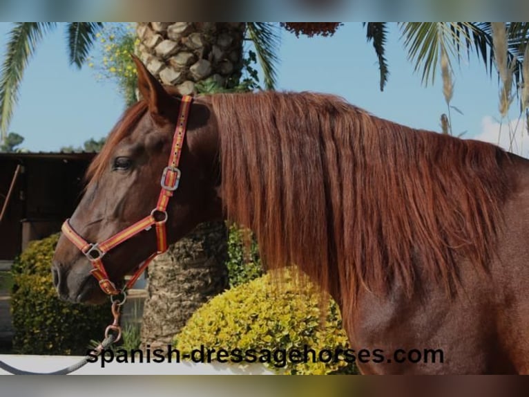 PRE Blandning Hingst 3 år 164 cm fux in Barcelona