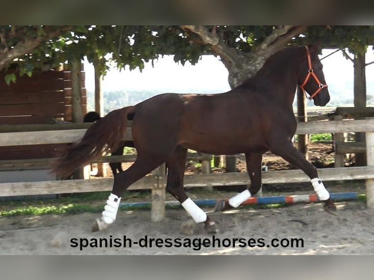 PRE Blandning Hingst 3 år 164 cm fux in Barcelona