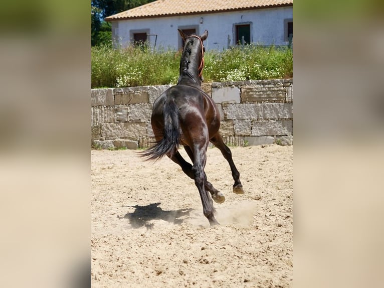 PRE Hingst 3 år 165 cm Brun in Vilamarín