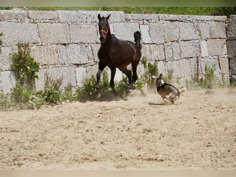 PRE Hingst 3 år 165 cm Brun in Vilamarín