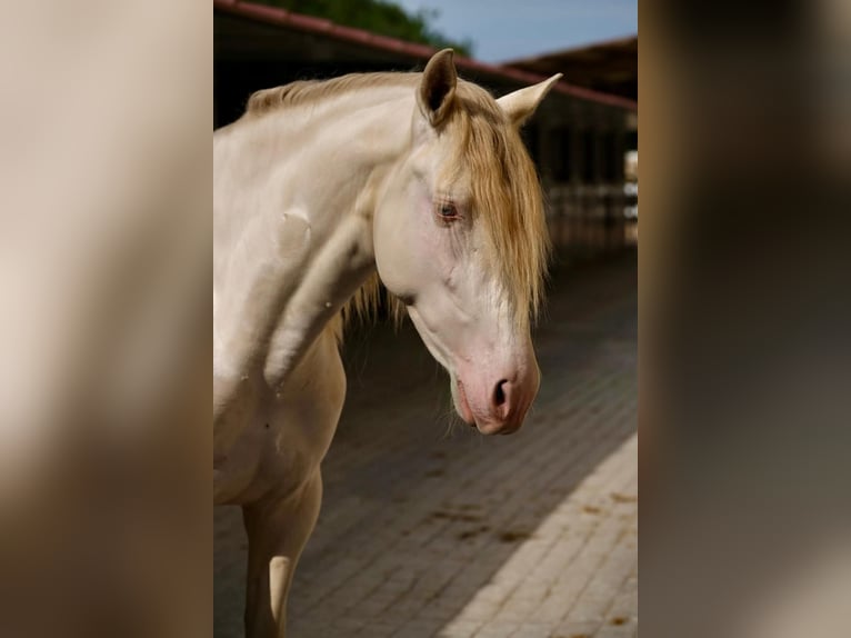 PRE Hingst 3 år 165 cm Cremello in Hamburg