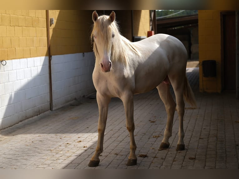 PRE Hingst 3 år 165 cm Cremello in Hamburg