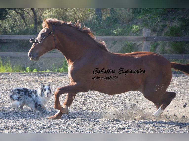 PRE Hingst 3 år 165 cm fux in Vejer de la Frontera