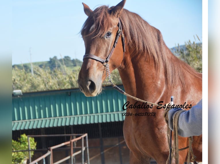 PRE Hingst 3 år 165 cm fux in Vejer de la Frontera