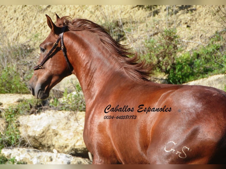 PRE Hingst 3 år 165 cm fux in Vejer de la Frontera