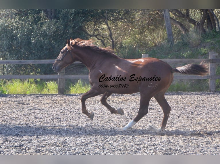 PRE Hingst 3 år 165 cm fux in Vejer de la Frontera