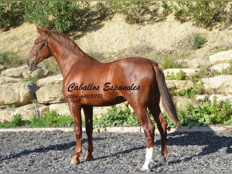 PRE Hingst 3 år 165 cm fux in Vejer de la Frontera