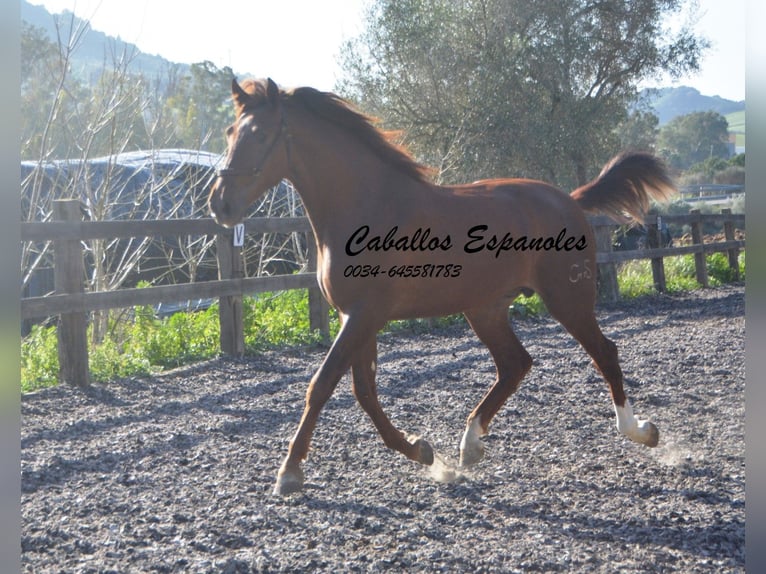 PRE Hingst 3 år 165 cm fux in Vejer de la Frontera