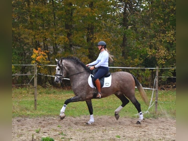 PRE Hingst 3 år 165 cm Grå-blå-brun in Bussum