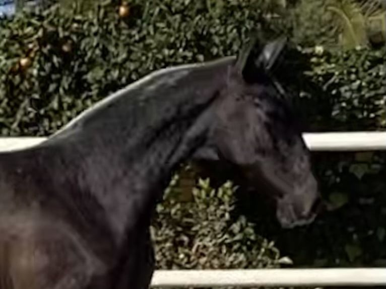 PRE Blandning Hingst 3 år 165 cm Grå in Fuentes De Andalucia