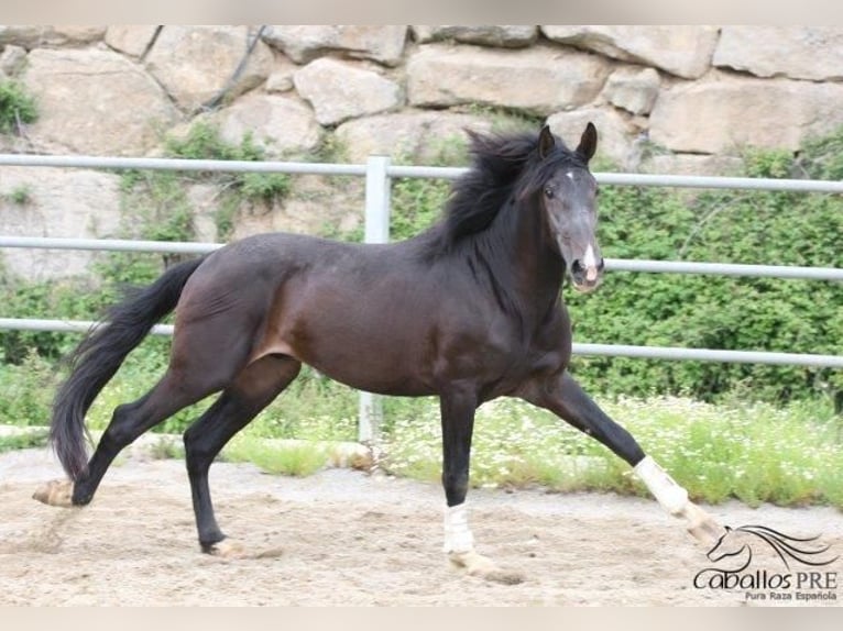 PRE Hingst 3 år 165 cm Mörkbrun in Barcelona