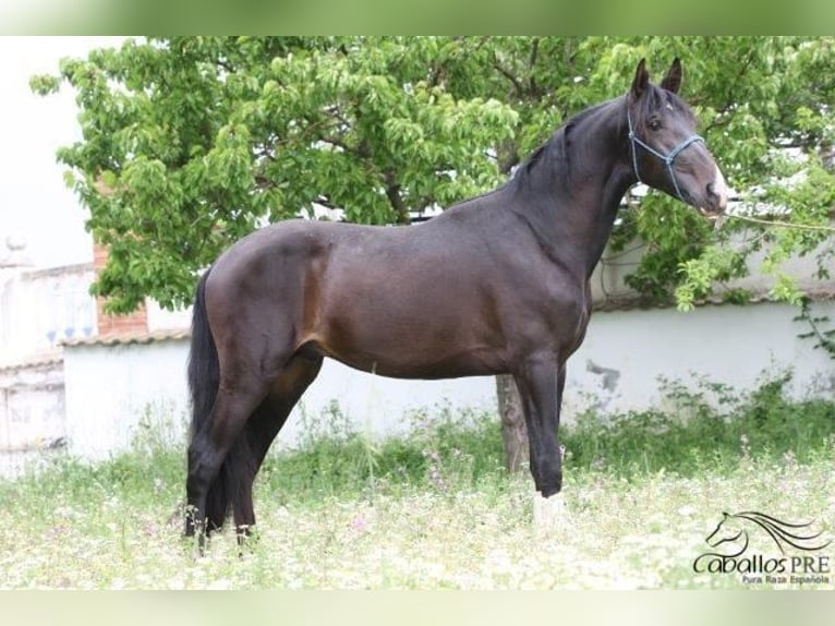 PRE Hingst 3 år 165 cm Mörkbrun in Barcelona