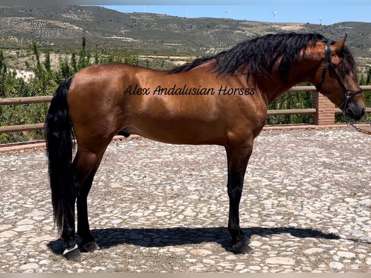 PRE Blandning Hingst 3 år 166 cm Brun in Sevilla