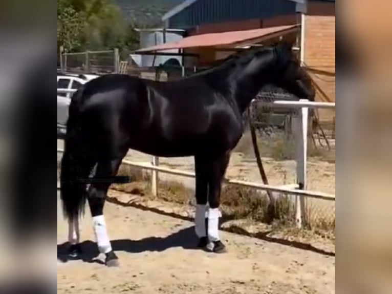 PRE Hingst 3 år 166 cm Svart in Cordoba