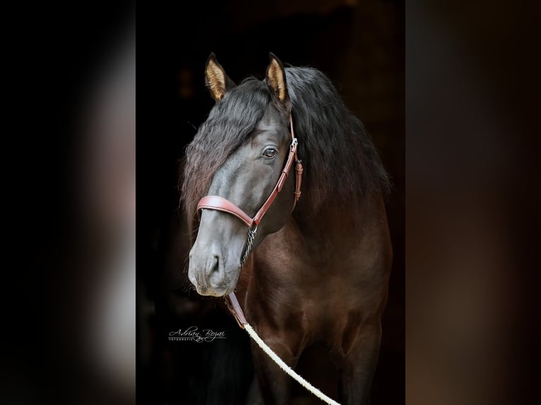 PRE Hingst 3 år 166 cm Svart in Sigmarszell