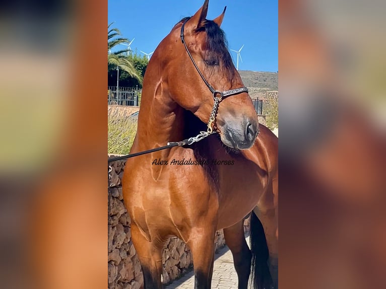 PRE Blandning Hingst 3 år 167 cm Brun in Sevilla