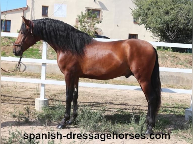 PRE Blandning Hingst 3 år 167 cm Brun in Barcelona