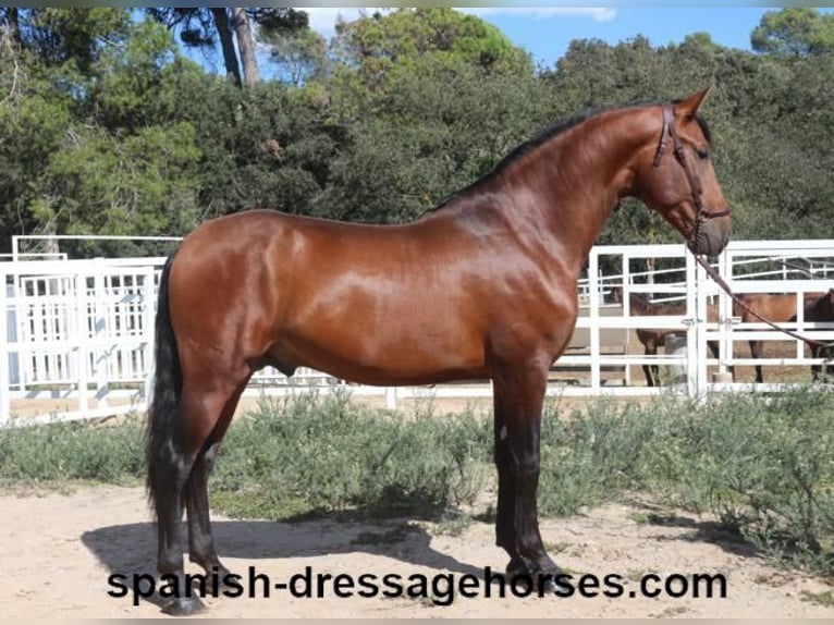 PRE Blandning Hingst 3 år 167 cm Brun in Barcelona