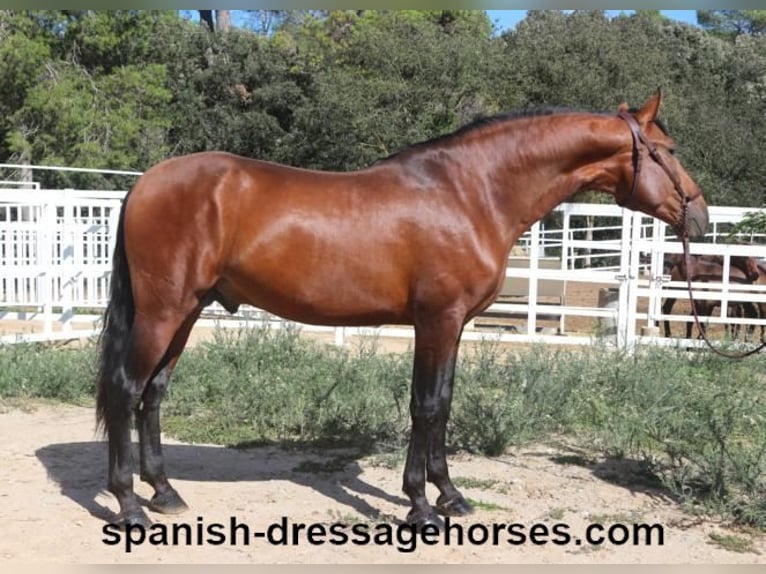 PRE Blandning Hingst 3 år 167 cm Brun in Barcelona