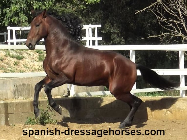 PRE Blandning Hingst 3 år 167 cm Brun in Barcelona